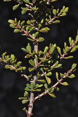 Ceanothus bolensis