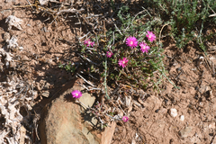 Delosperma pageanum