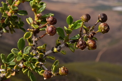 Ceanothus bolensis