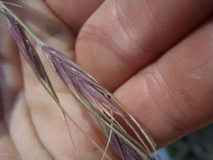 Elymus arizonicus