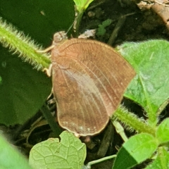 Lepidoptera
