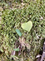Viola grypoceras exilis
