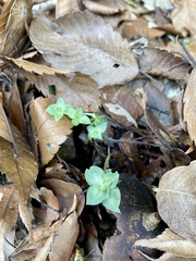 Gentiana zollingeri