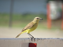 Machetornis rixosa
