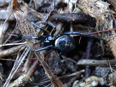 Steatoda paykulliana