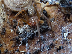 Loxosceles rufescens