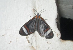 Hyalurga vinosa