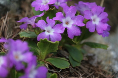 Primula daonensis
