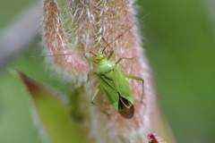 Calocoris affinis