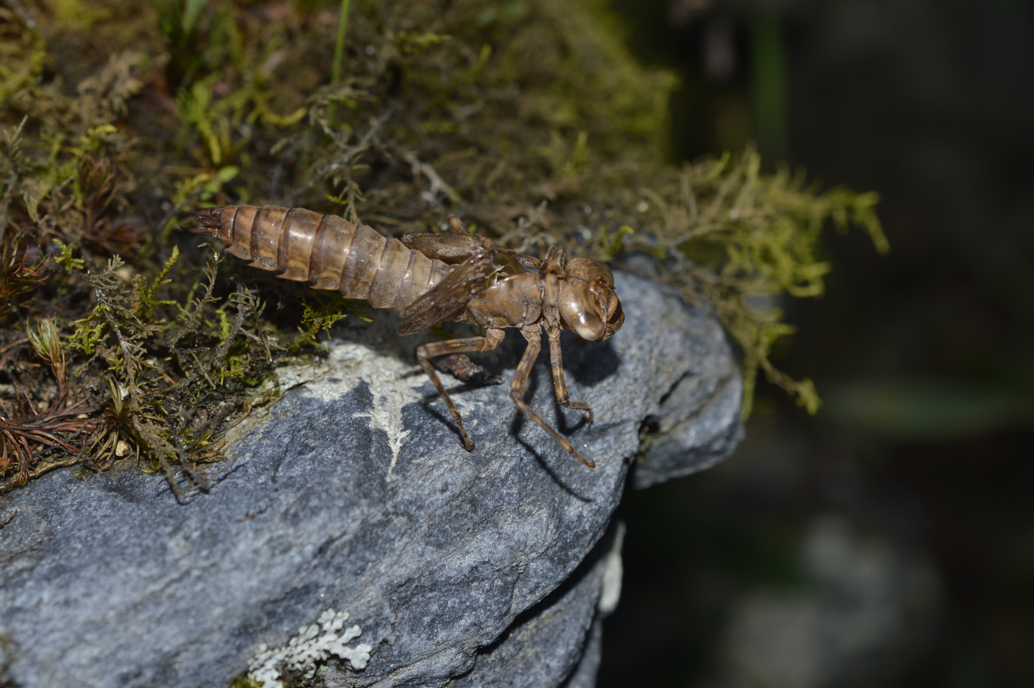 Allopetalia pustulosa image