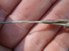 Elymus arizonicus
