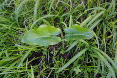 Zantedeschia aethiopica