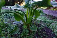 Zantedeschia aethiopica