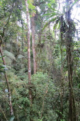 Asplenium mauritianum image