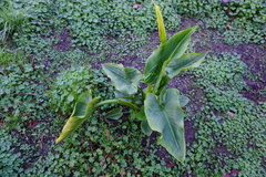 Zantedeschia aethiopica