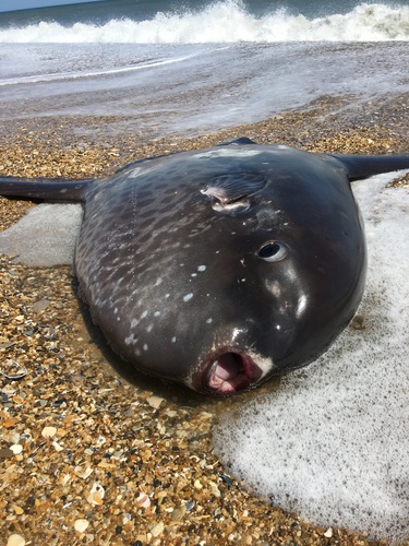 Masturus lanceolatus