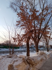 Acer negundo