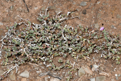 Ruschia approximata