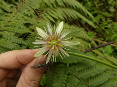 Passiflora cisnana