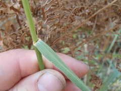 Elymus arizonicus