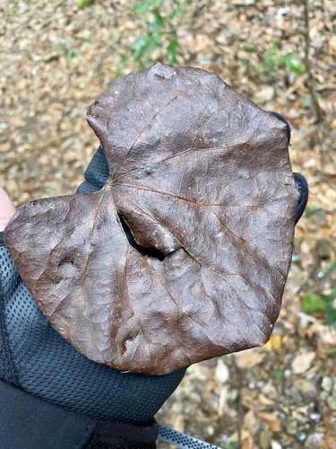 Sinomenium acutum, photograph 4