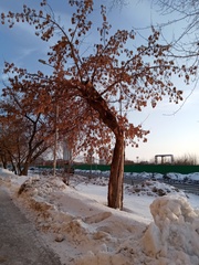 Acer negundo
