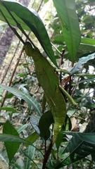 Heteropteryx dilatata