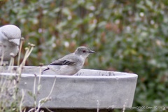 Pyrope pyrope pyrope