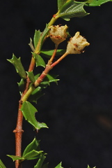 Ceanothus confusus