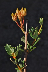 Ceanothus confusus