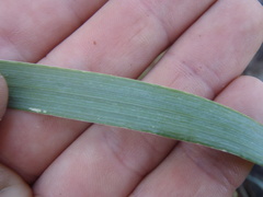 Elymus arizonicus