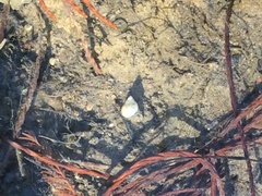 Parafossarulus manchouricus