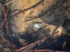 Parafossarulus manchouricus