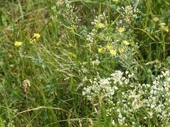 Eremogone longifolia