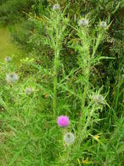 Cirsium vulgare