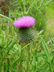 Cirsium vulgare