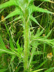 Cirsium vulgare