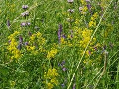 Galium verum