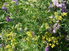 Vicia cracca