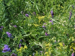 Galium verum