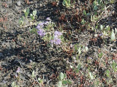 Limonium gmelinii