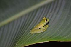 Sachatamia albomaculata