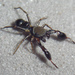 Araña Saltarina Imitadora de Hormigas - Photo (c) 
Wayne Maddison, algunos derechos reservados (CC BY)