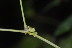 Sachatamia albomaculata