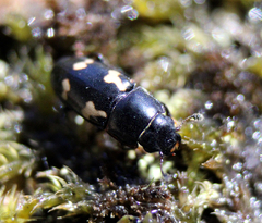 Glischrochilus quadriguttatus