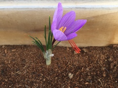 Crocus sativus