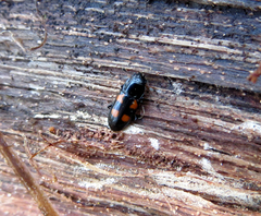 Glischrochilus quadripunctatus