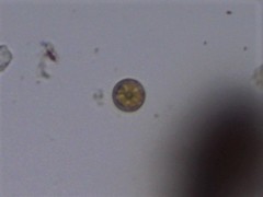 Coscinodiscophycidae