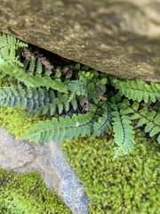 Asplenium vespertinum