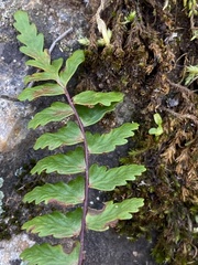 Asplenium vespertinum